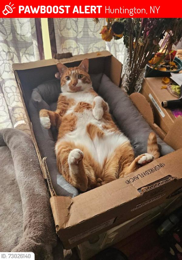 Lost Male Cat last seen Spring Road and Nassau Rd, Huntington, NY 11743