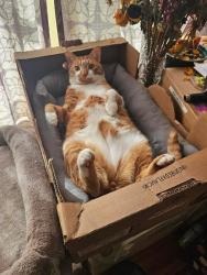 Lost Male Cat last seen Spring Road and Nassau Rd, Huntington, NY 11743