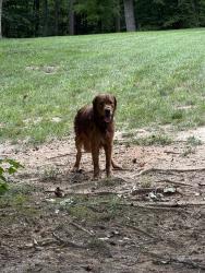 Found/Stray Unknown Dog last seen Cloverdale, Spotsylvania County, VA 22407