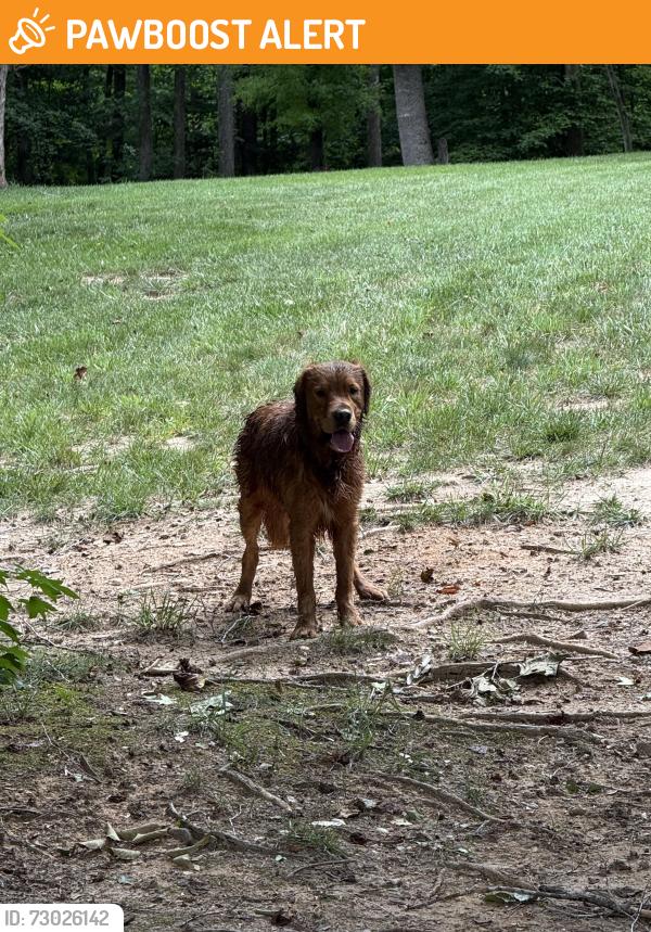 Found/Stray Unknown Dog last seen Cloverdale, Spotsylvania County, VA 22407