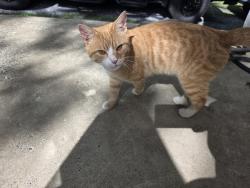 Found/Stray Unknown Cat last seen Campbell Hill and Powder Mill Road, Frankstown Township, PA 16648
