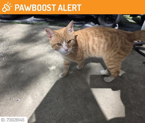 Found/Stray Unknown Cat last seen Campbell Hill and Powder Mill Road, Frankstown Township, PA 16648
