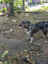 Found/Stray Male Dog last seen Jonesboro RD SE, Cleveland Ave SE, Atlanta, GA 30354