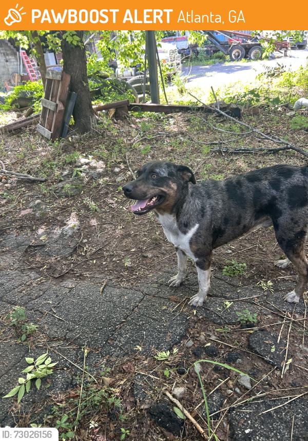 Found/Stray Male Dog last seen Jonesboro RD SE, Cleveland Ave SE, Atlanta, GA 30354