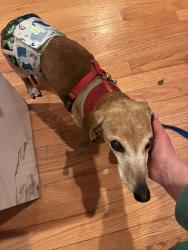 Reunited Male Dog last seen Scribner Ave., Norwalk, CT 06854