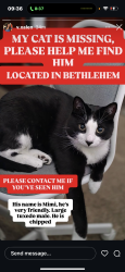 Reunited Male Cat last seen Goppe , Bethlehem, PA 18018
