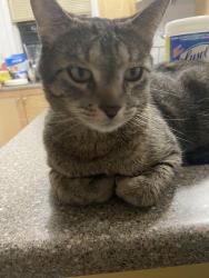 Lost Male Cat last seen Near st NW Edmonton, Edmonton, AB 
