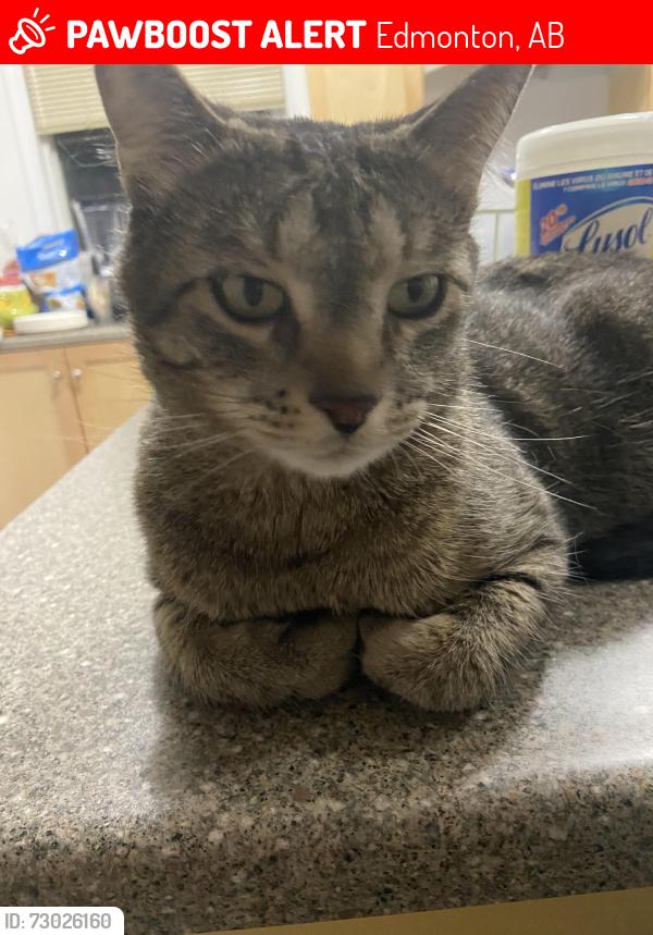 Lost Male Cat last seen Near st NW Edmonton, Edmonton, AB 