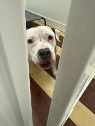 Reunited Female Dog last seen Lobo and Eldorado , Little Elm, TX 75068