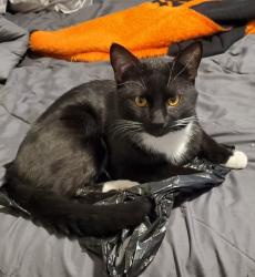 Lost Male Cat last seen Fruit Street, Highland Street area , Worcester, MA 01609