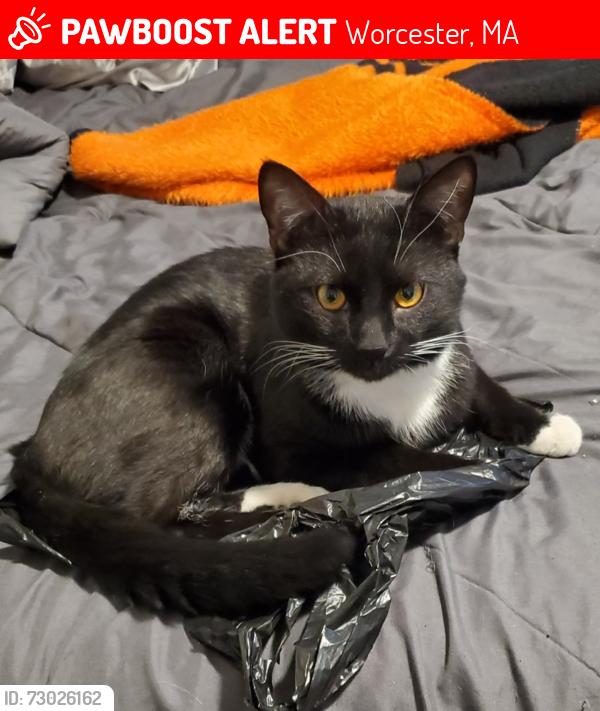 Lost Male Cat last seen Fruit Street, Highland Street area , Worcester, MA 01609