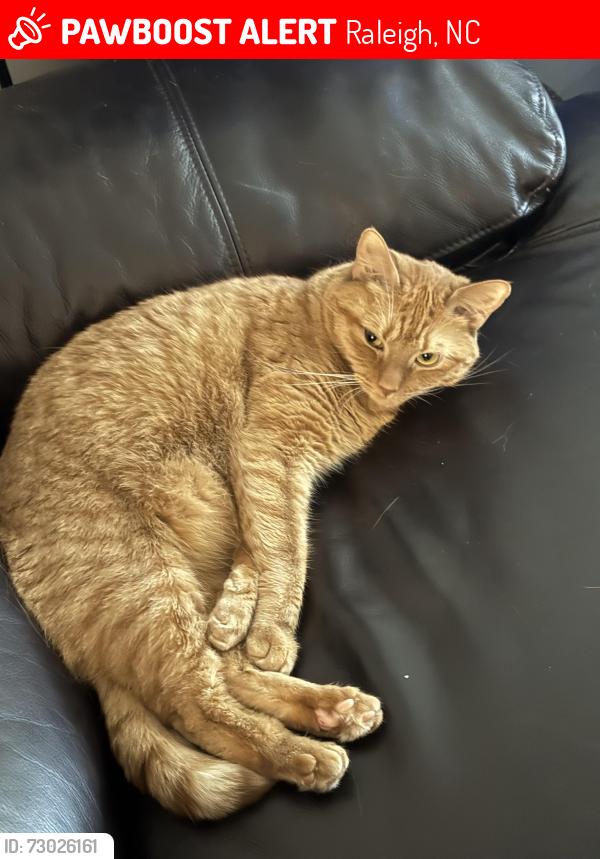 Lost Female Cat last seen Near Bedfordshire Court, Raleigh, NC 27604