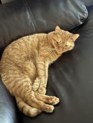 Lost Female Cat last seen Near Bedfordshire Court, Raleigh, NC 27604