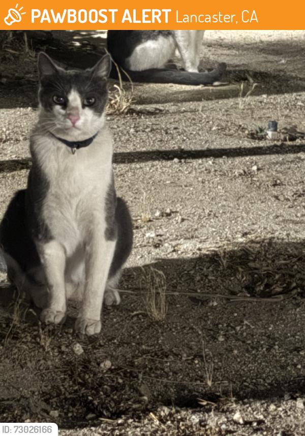 Found/Stray Unknown Cat last seen J8 & 12th, Lancaster, CA 93536