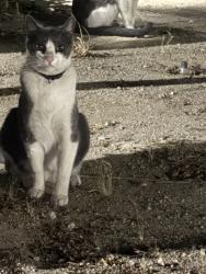 Found/Stray Unknown Cat last seen J8 & 12th, Lancaster, CA 93536