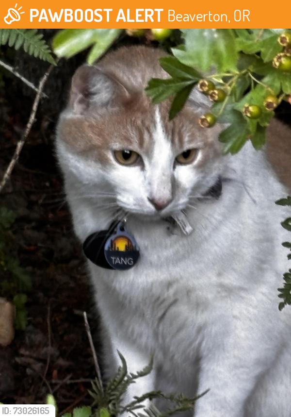 Found/Stray Unknown Cat last seen Andover Park Apartments, Beaverton, OR 97007
