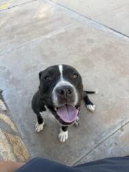 Found/Stray Female Dog last seen Near Rebecca Ann Drive, El Paso, TX 79936