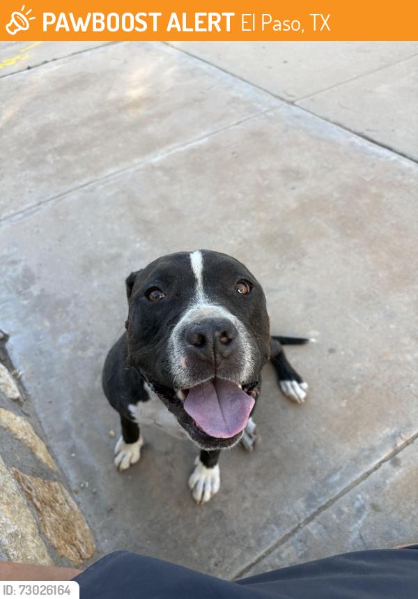 Found/Stray Female Dog last seen Near Rebecca Ann Drive, El Paso, TX 79936
