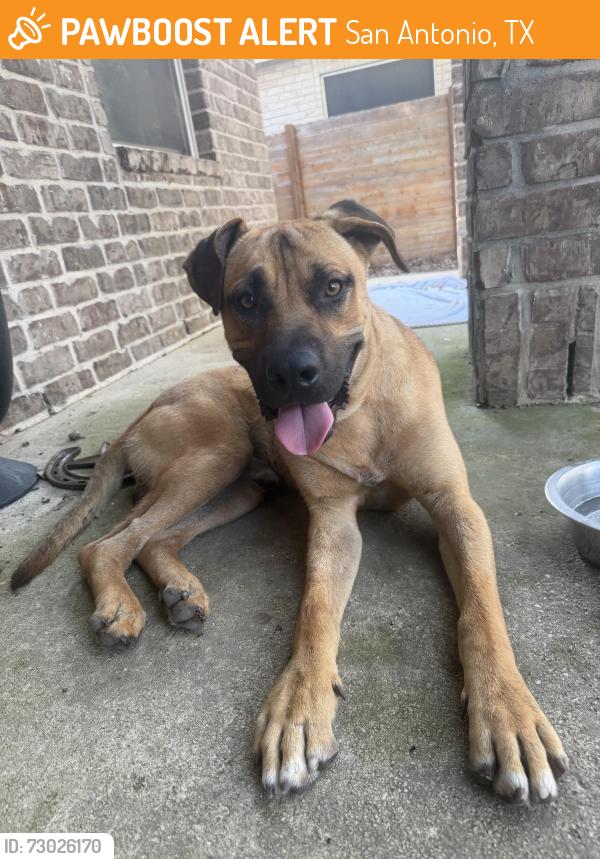 Found/Stray Male Dog last seen Medio creek, San Antonio, TX 78245