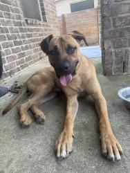 Found/Stray Male Dog last seen Medio creek, San Antonio, TX 78245