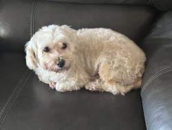 Lost Male Dog last seen East 59 street, Hialeah, FL 33013