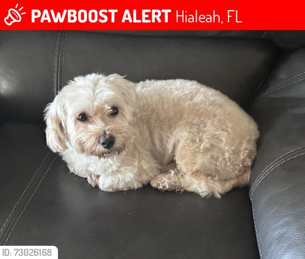 Lost Male Dog last seen East 59 street, Hialeah, FL 33013