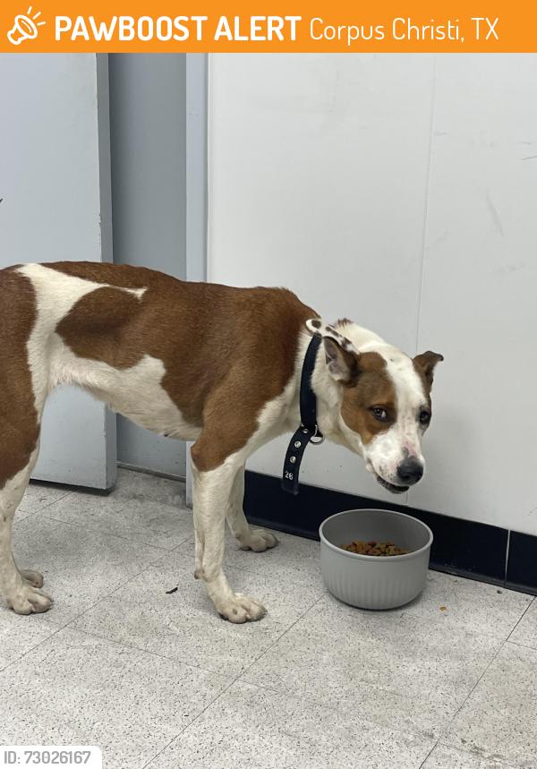 Found/Stray Female Dog last seen Old Brownsville Rd and Junior Beck Drive, Corpus Christi, TX 78405