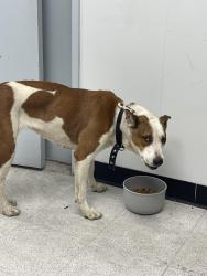 Found/Stray Female Dog last seen Old Brownsville Rd and Junior Beck Drive, Corpus Christi, TX 78405
