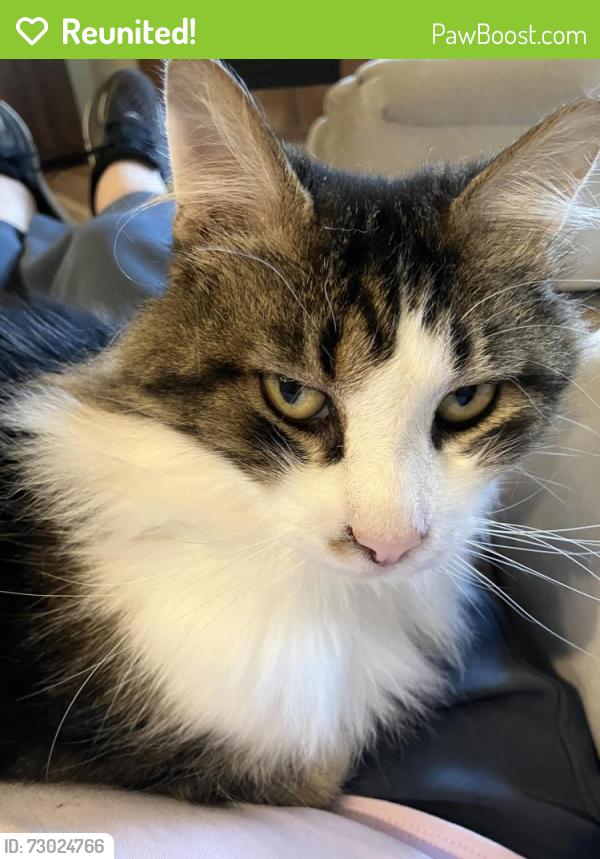 Reunited Male Cat last seen Newport Lane cndmniums , Tacoma, WA 98422