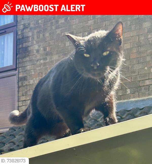 Lost Male Cat last seen The crown pub, church road, Sundon, England LU3 3PB