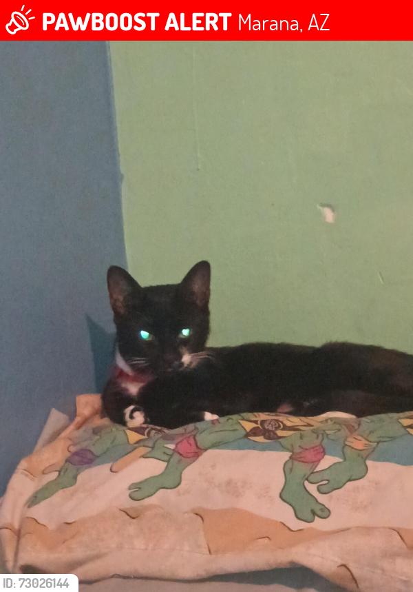 Lost Female Cat last seen I don't know I live in the San Lucas housese in Marana, Marana, AZ 85658
