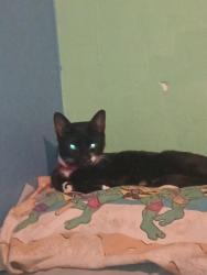 Lost Female Cat last seen I don't know I live in the San Lucas housese in Marana, Marana, AZ 85658