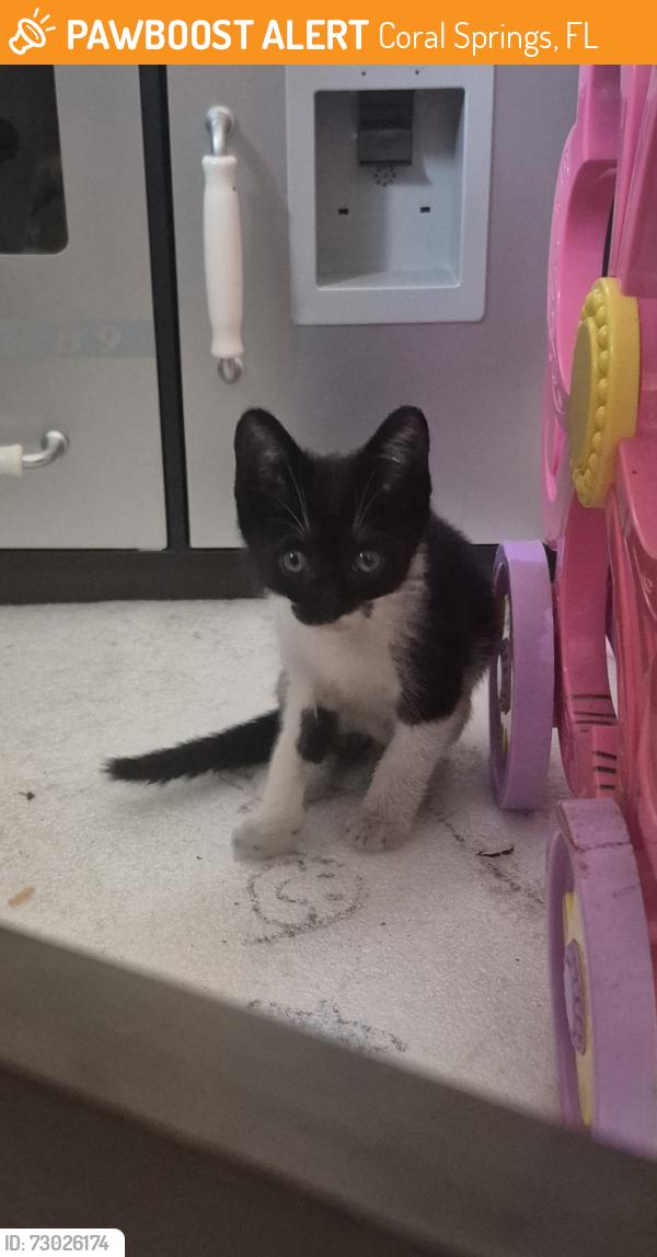 Found/Stray Unknown Cat last seen Near nw 43 st coral springs fl 33065, Coral Springs, FL 33065