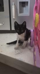 Found/Stray Unknown Cat last seen Near nw 43 st coral springs fl 33065, Coral Springs, FL 33065