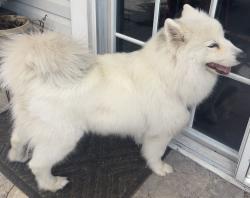 Reunited Female Dog last seen NE 12th Ave & Sample rd, Pompano Beach, FL 33064