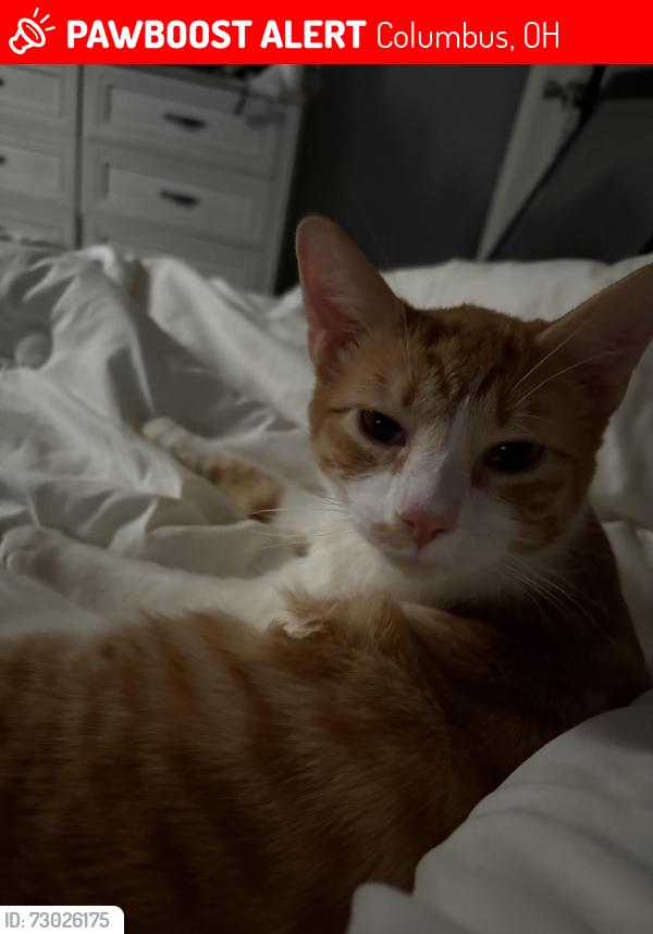 Lost Male Cat last seen Vineshire and elaine by Livingston ave , Columbus, OH 43227