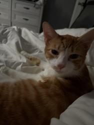 Lost Male Cat last seen Vineshire and elaine by Livingston ave , Columbus, OH 43227