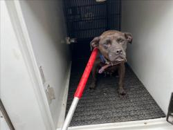Shelter Stray Female Dog last seen PENTECOST RD, 1601 Eubanks Rd, Chapel Hill, NC 27516, USA