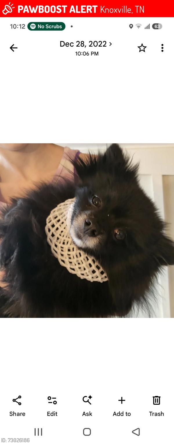 Lost Male Dog last seen Broadway and Fairmont , Knoxville, TN 37917