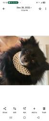 Lost Male Dog last seen Broadway and Fairmont , Knoxville, TN 37917