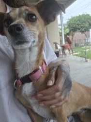 Reunited Female Dog last seen E Briarvale and Baxter, Anaheim, CA 92806