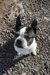 Lost Female Dog last seen Aqueduct road, washing crossing, pa , Washington Crossing, PA 18977