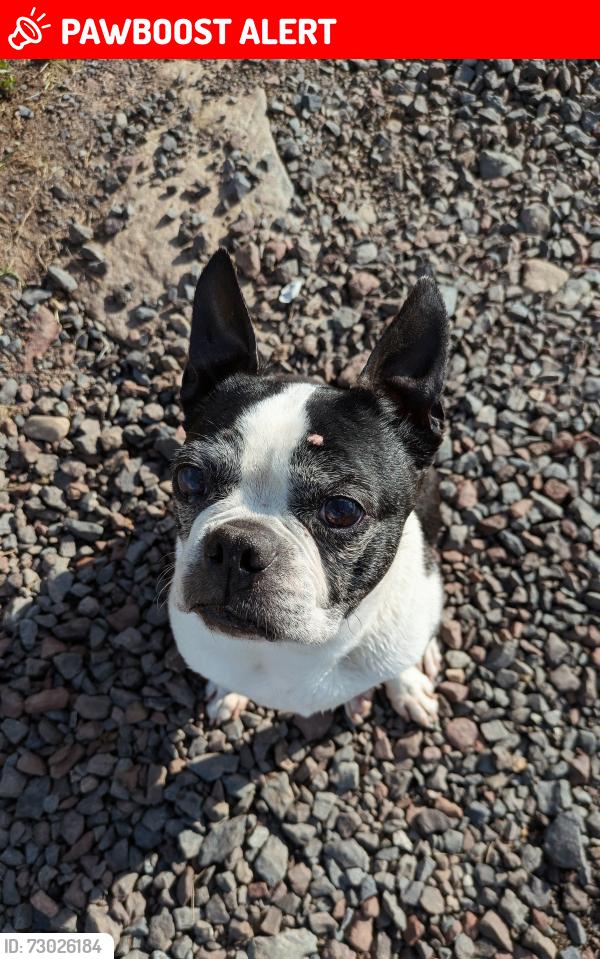 Lost Female Dog last seen Aqueduct road, washing crossing, pa , Washington Crossing, PA 18977