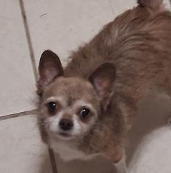 Reunited Female Dog last seen Morganford and Walsh, St. Louis, MO 63116