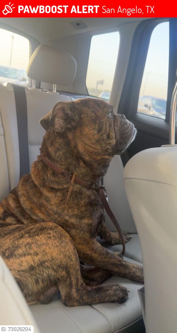 Lost Male Dog last seen Near twin buttes marina park road , San Angelo, TX 76904