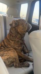 Lost Male Dog last seen Near twin buttes marina park road , San Angelo, TX 76904