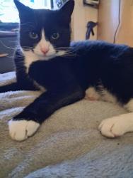 Reunited Male Cat last seen Crowhill, Greater Manchester, England OL7 9HU