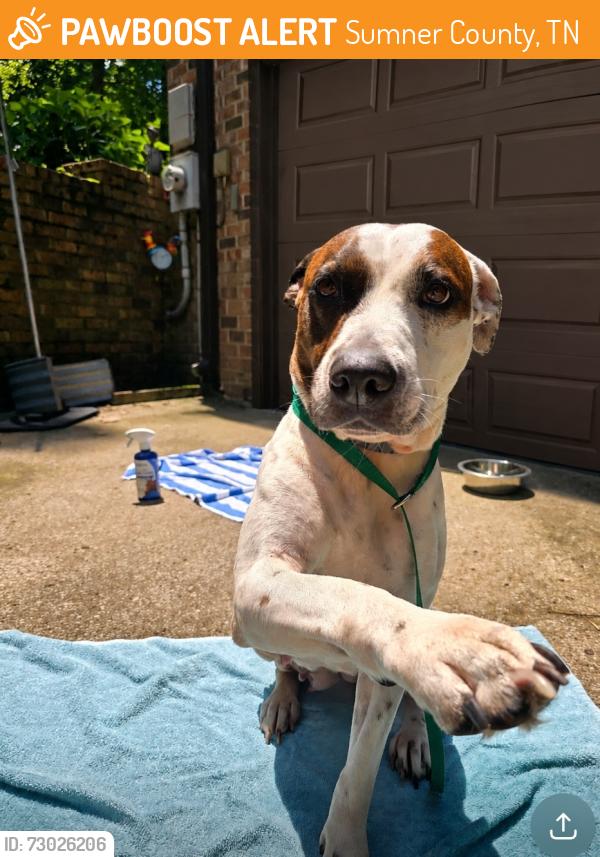 Found/Stray Female Dog last seen Dumped on Weeping Willow, Sumner County, TN 37075