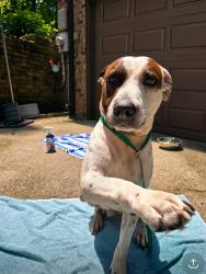 Found/Stray Female Dog last seen Dumped on Weeping Willow, Sumner County, TN 37075