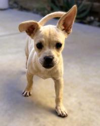 Reunited Male Dog last seen james burke, Patterson, CA 95363